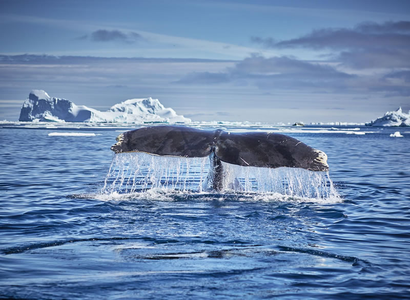 London Photography Nature Awards