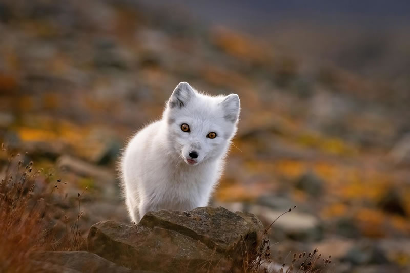 London Photography Nature Awards