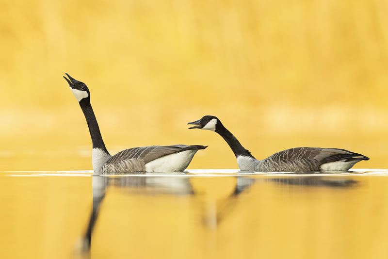 London Photography Nature Awards