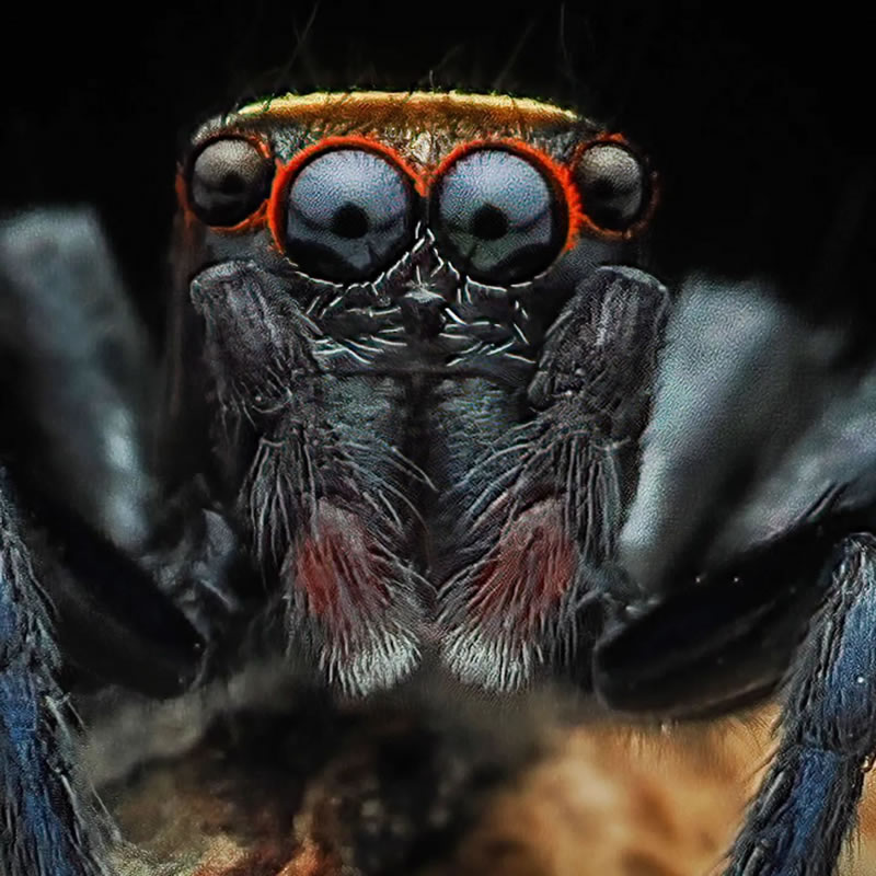 Breathtaking Close-Up Portraits Of Animals By Dzulfikri