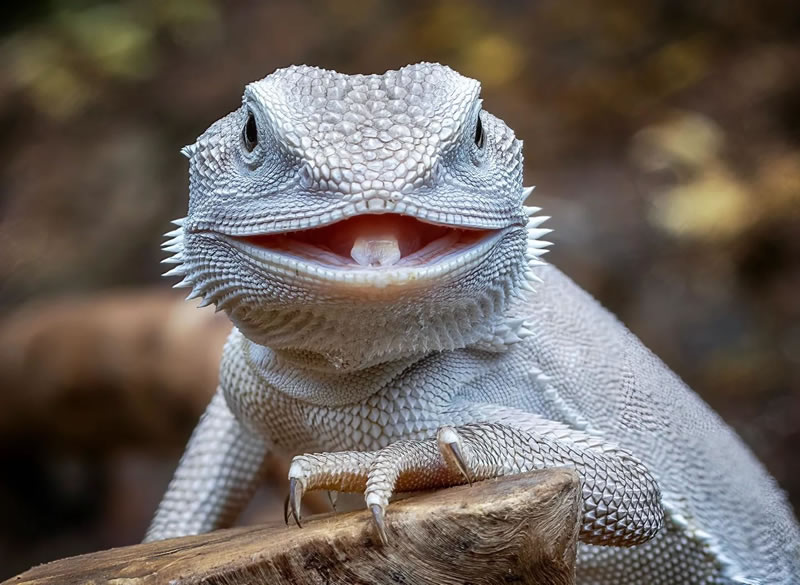 Breathtaking Close-Up Portraits Of Animals By Dzulfikri