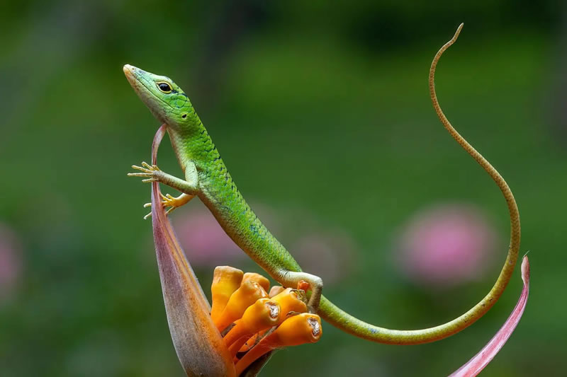 Breathtaking Close-Up Portraits Of Animals By Dzulfikri