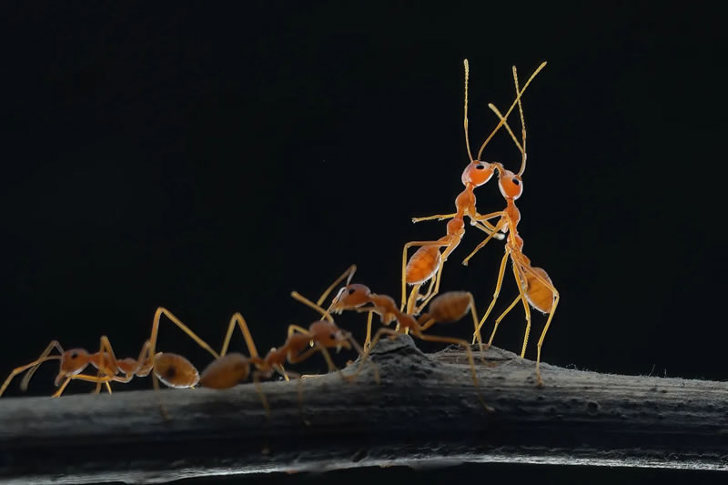 Breathtaking Close-Up Portraits Of Animals By Dzulfikri