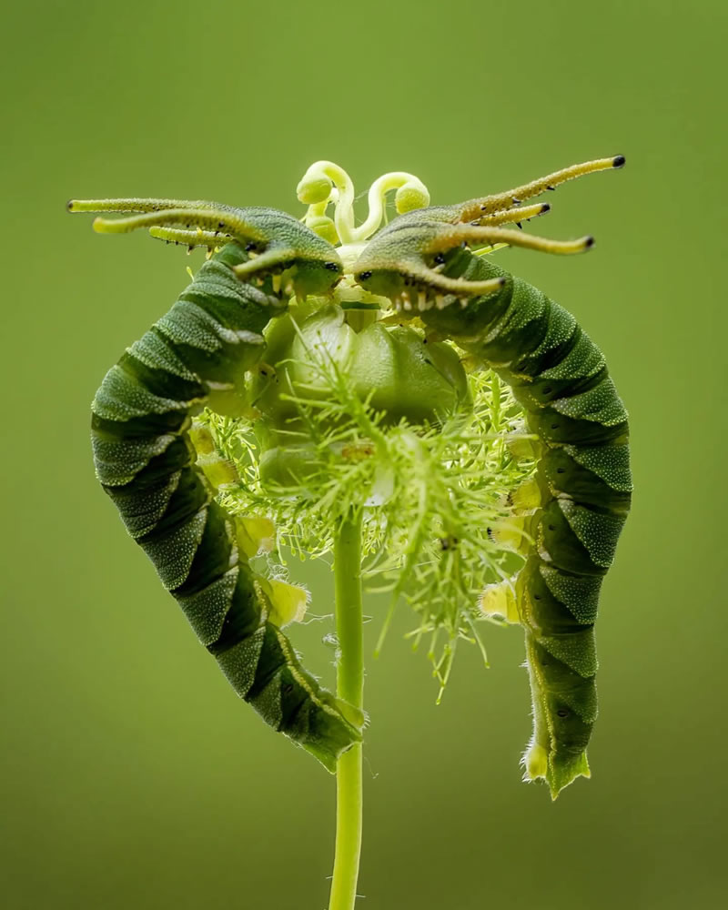 Breathtaking Close-Up Portraits Of Animals By Dzulfikri