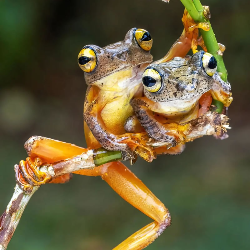 Breathtaking Close-Up Portraits Of Animals By Dzulfikri