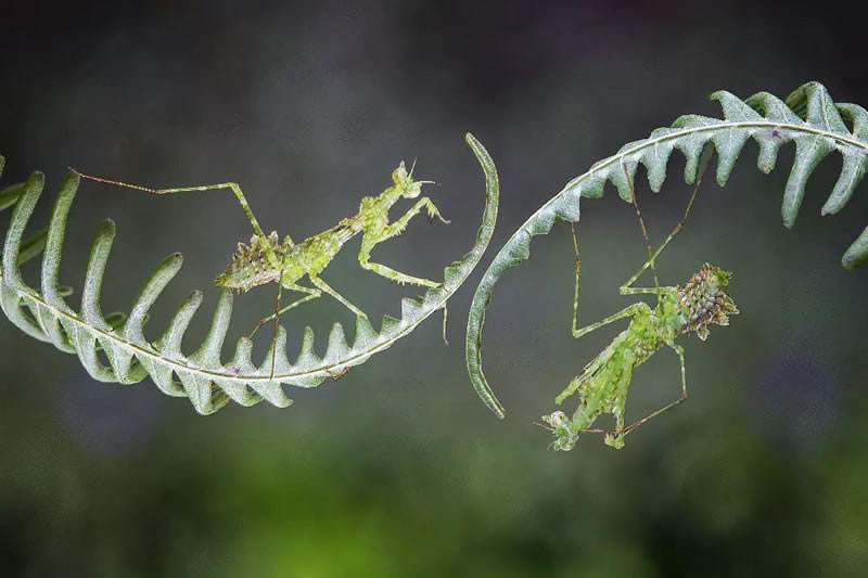 Breathtaking Close-Up Portraits Of Animals By Dzulfikri