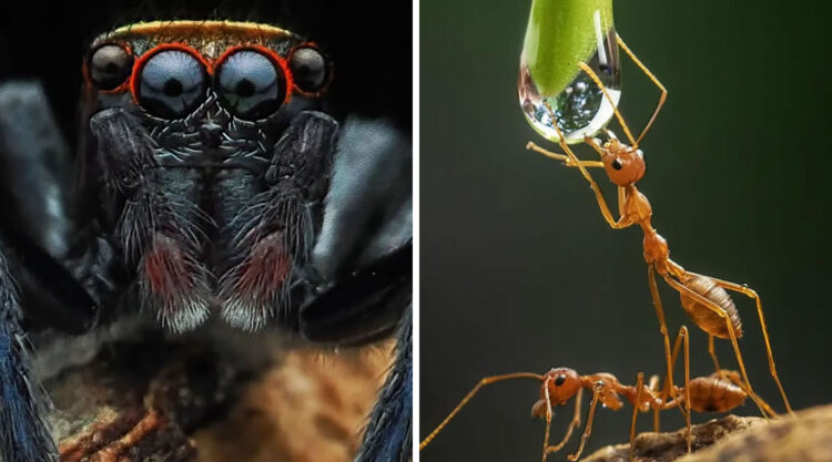 Breathtaking Close-Up Portraits Of Animals By Dzulfikri