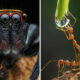 Breathtaking Close-Up Portraits Of Animals By Dzulfikri