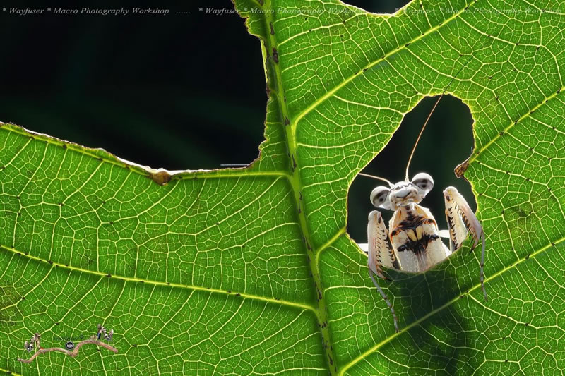 Insects Photography By Pang Way