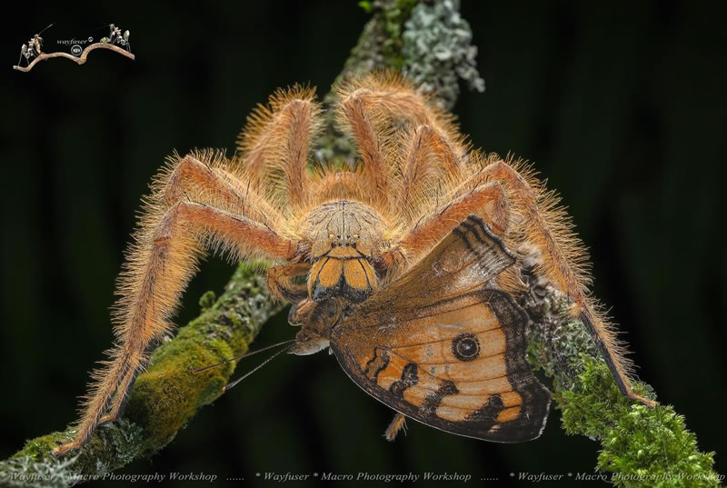 Insects Photography By Pang Way