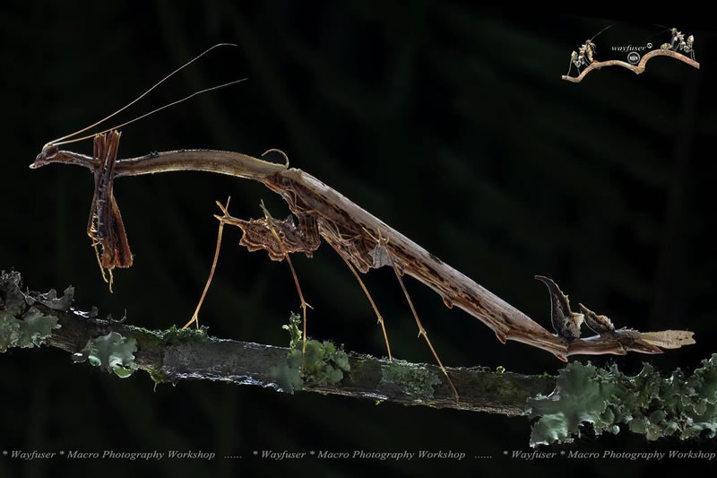 Insects Photography By Pang Way