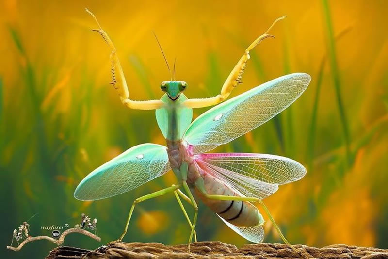 Insects Photography By Pang Way