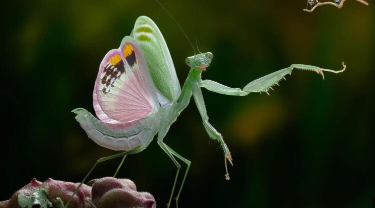 Insects Photography By Pang Way