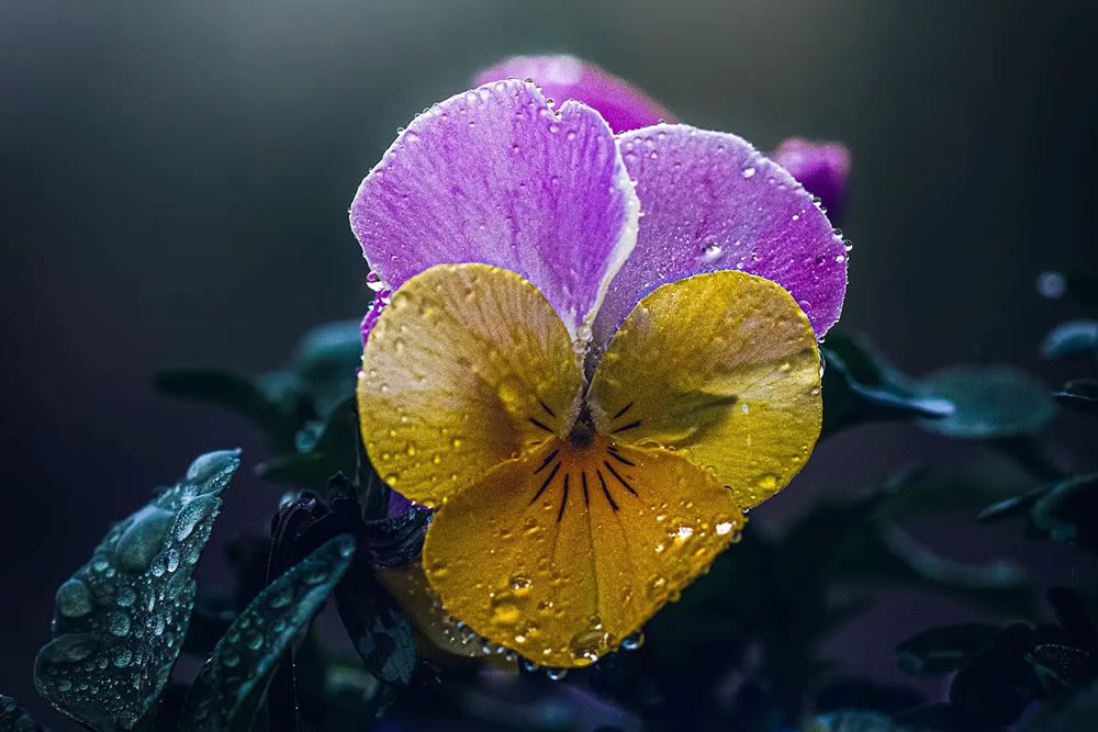 Stunning Macro Photos Of Insects And Flowers By Linda