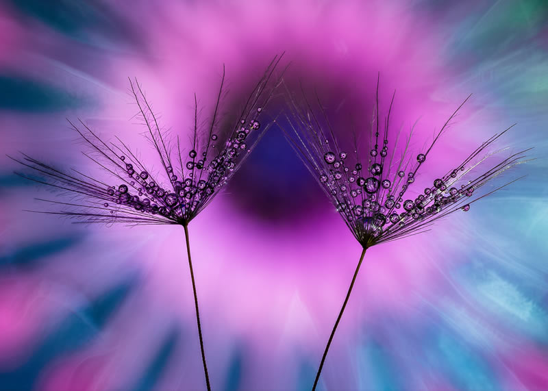 Award Winning Best Macro Photos Of 2024