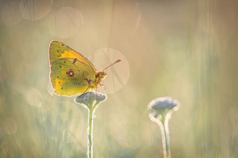 Award Winning Best Macro Photos Of 2024