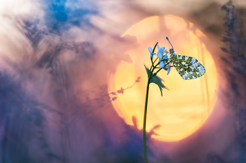 Macro Photos From Garden Photographer Of The Year Awards