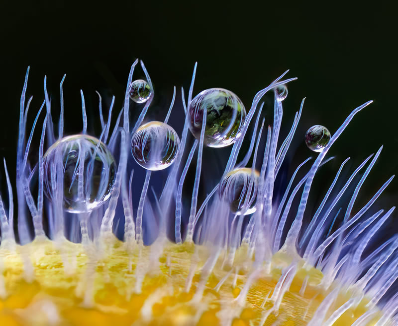 Macro Photos From Garden Photographer Of The Year Awards