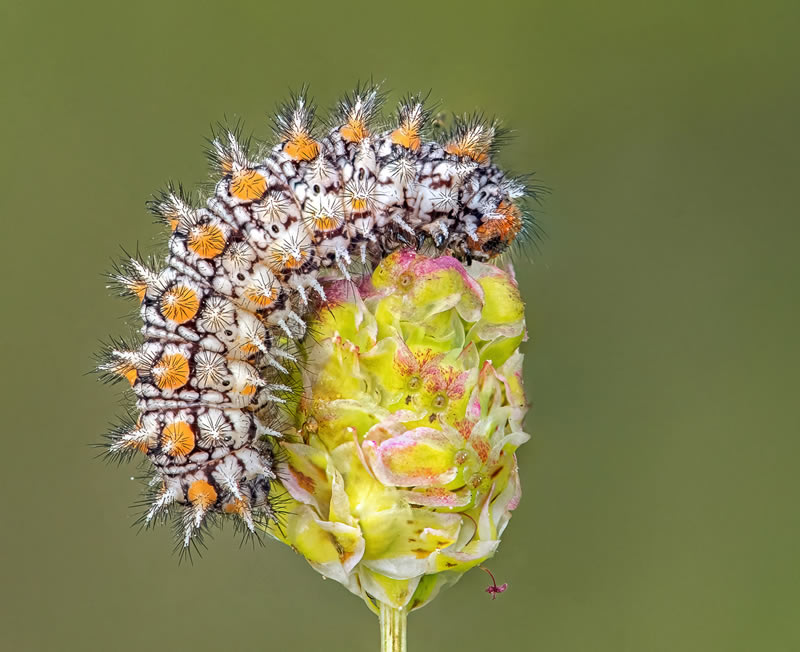 Macro Photos From Garden Photographer Of The Year Awards