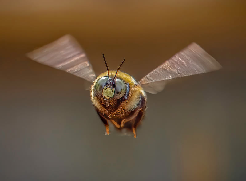 Macro Photos From Garden Photographer Of The Year Awards