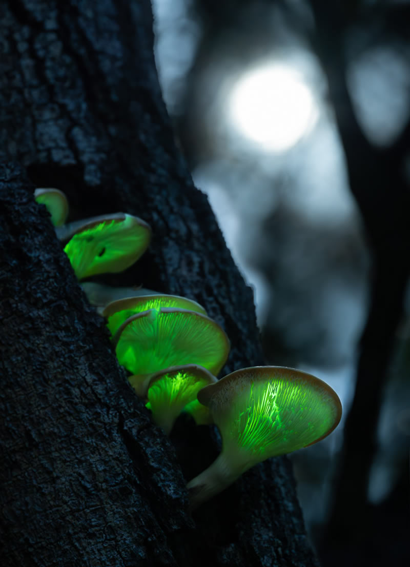 Macro Photos From Garden Photographer Of The Year Awards