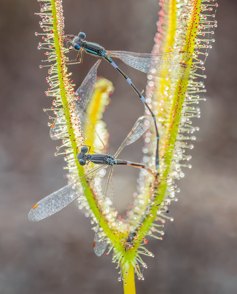 Macro Photos From Garden Photographer Of The Year Awards