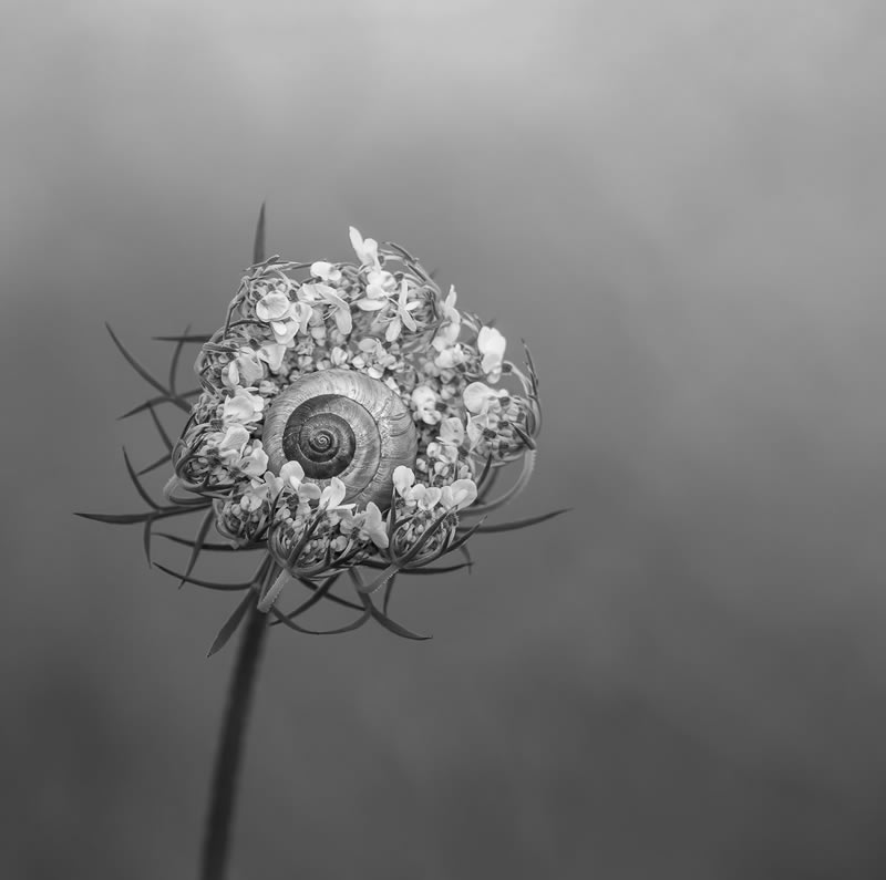 Macro Photos From Garden Photographer Of The Year Awards