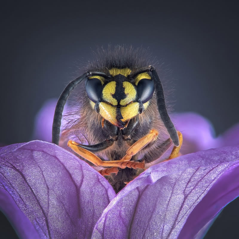 Macro Photos From Garden Photographer Of The Year Awards