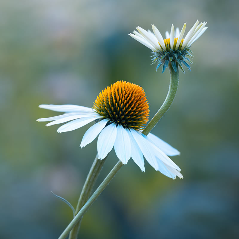 Macro Photos From Garden Photographer Of The Year Awards