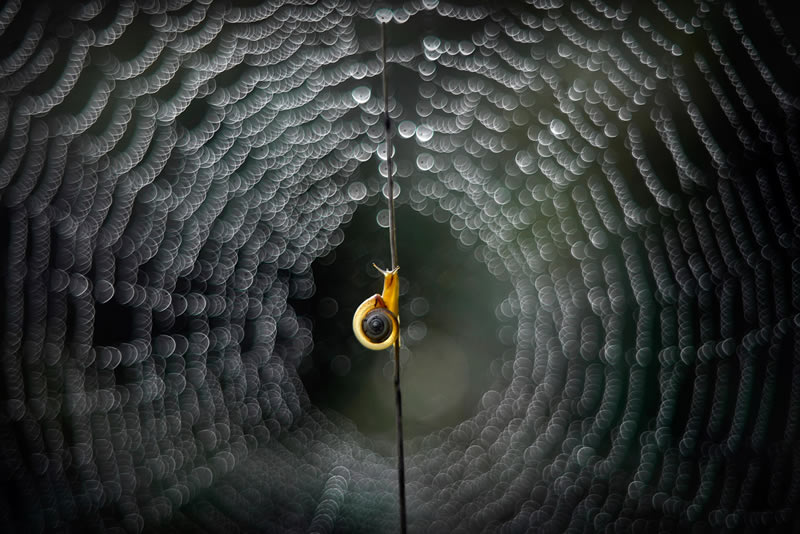 Macro Photos From Garden Photographer Of The Year Awards