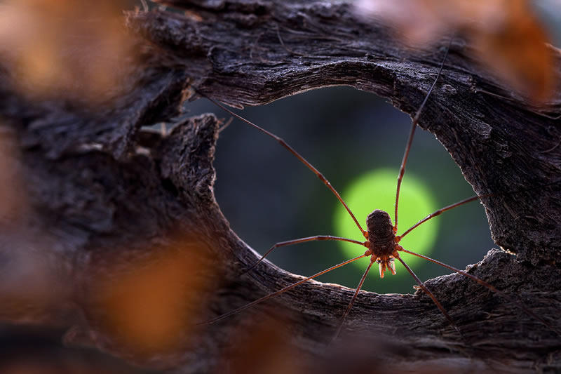 Macro Photos From Garden Photographer Of The Year Awards