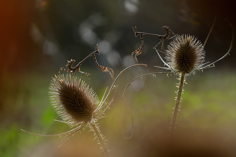 Macro Photos From Garden Photographer Of The Year Awards