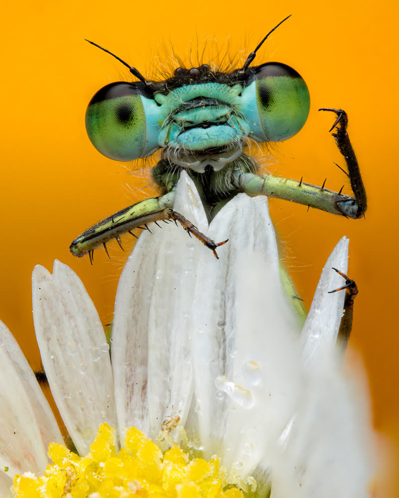 Macro Photos From Garden Photographer Of The Year Awards