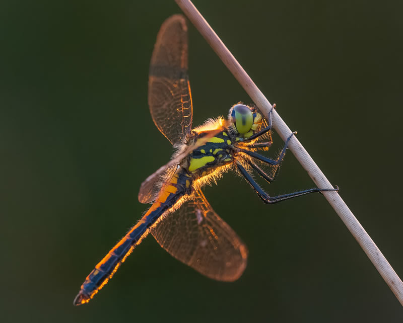 Macro Photos From Garden Photographer Of The Year Awards