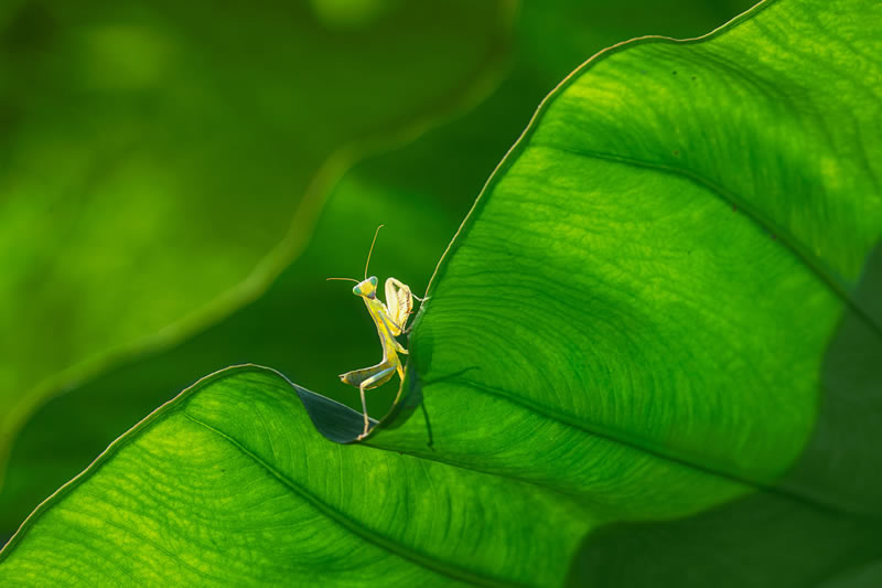 Macro Photos From Garden Photographer Of The Year Awards