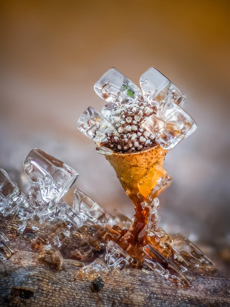 Macro Photos From Garden Photographer Of The Year Awards