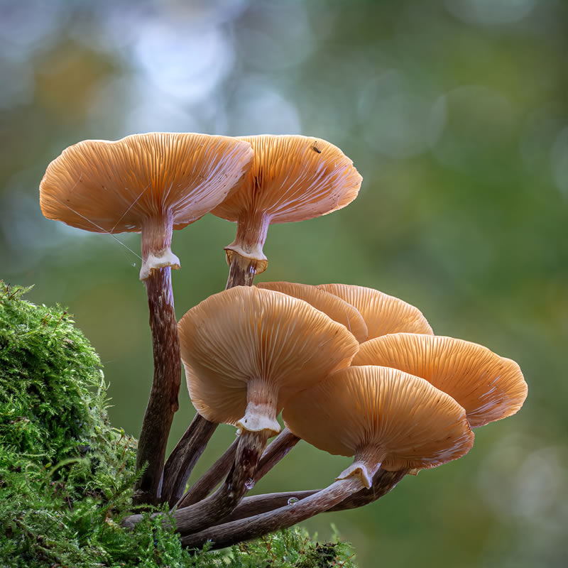 Macro Photos From Garden Photographer Of The Year Awards