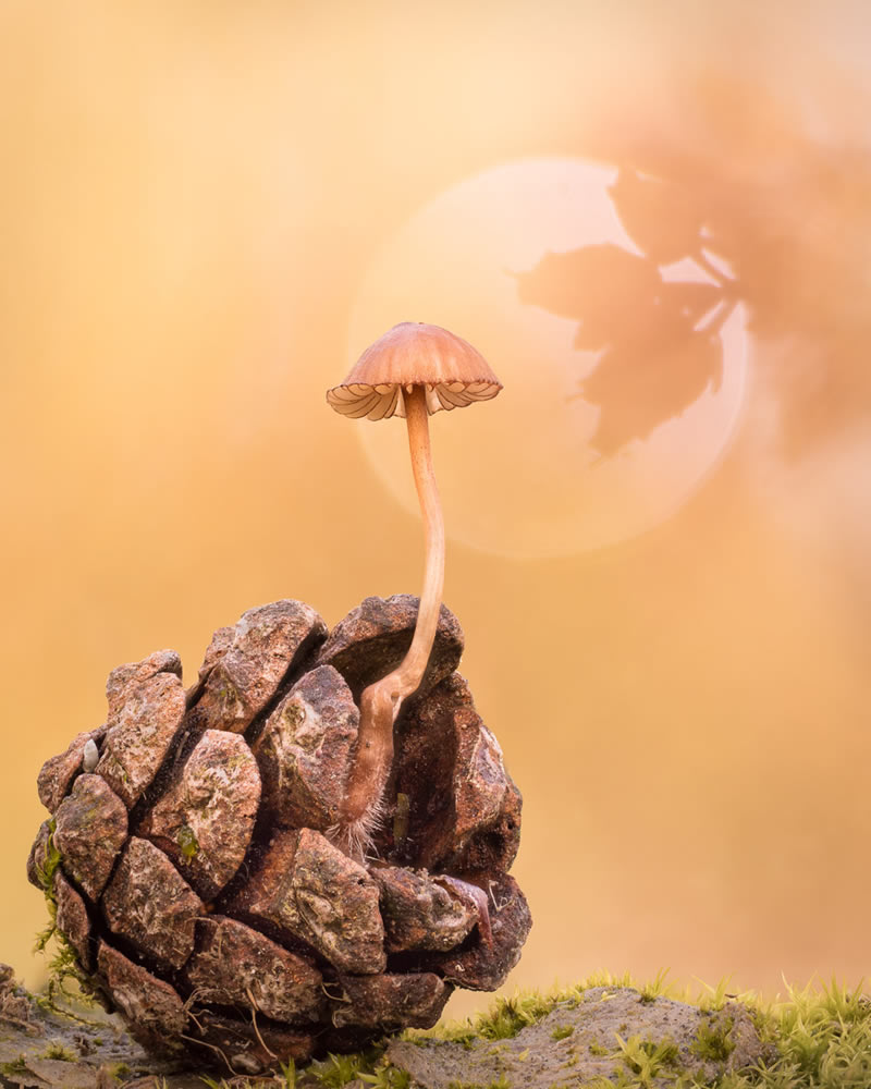 Macro Photos From Garden Photographer Of The Year Awards