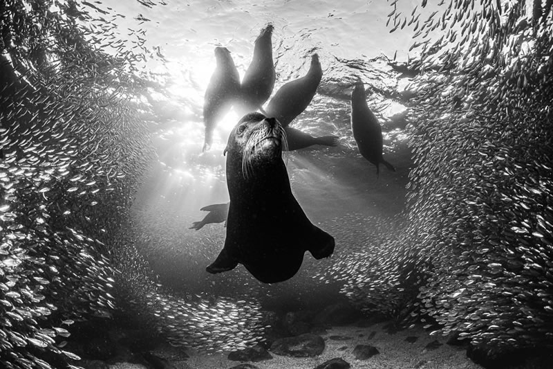 Monochrome Black And White Photography Awards