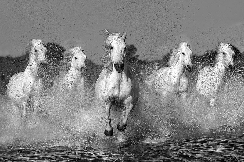 Monochrome Black And White Photography Awards