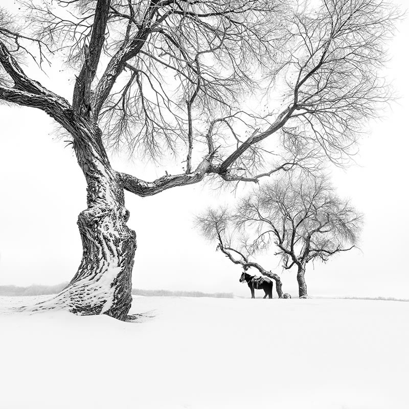 Monochrome Nature Photography Awards