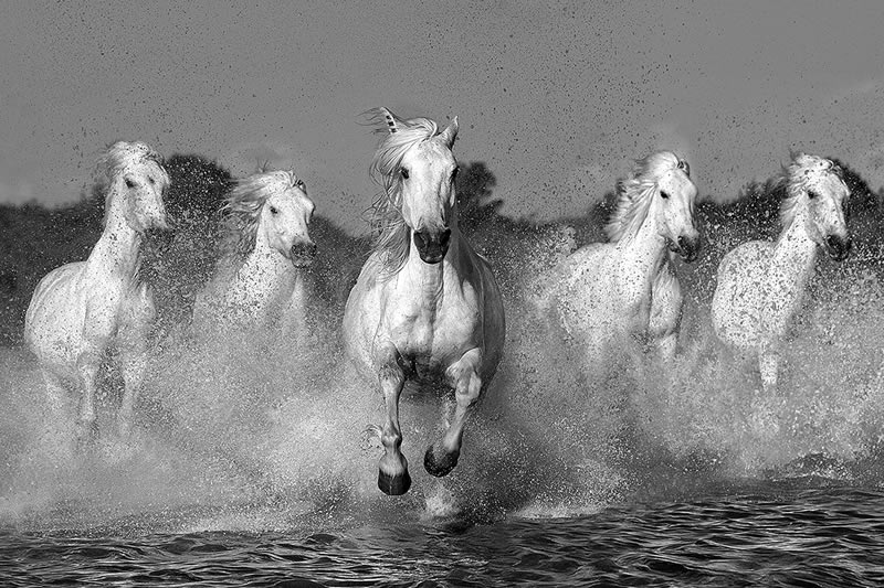 Monochrome Nature Photography Awards