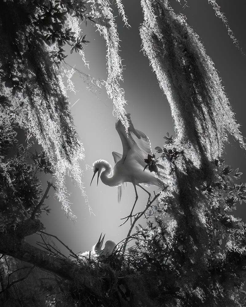 Monochrome Nature Photography Awards