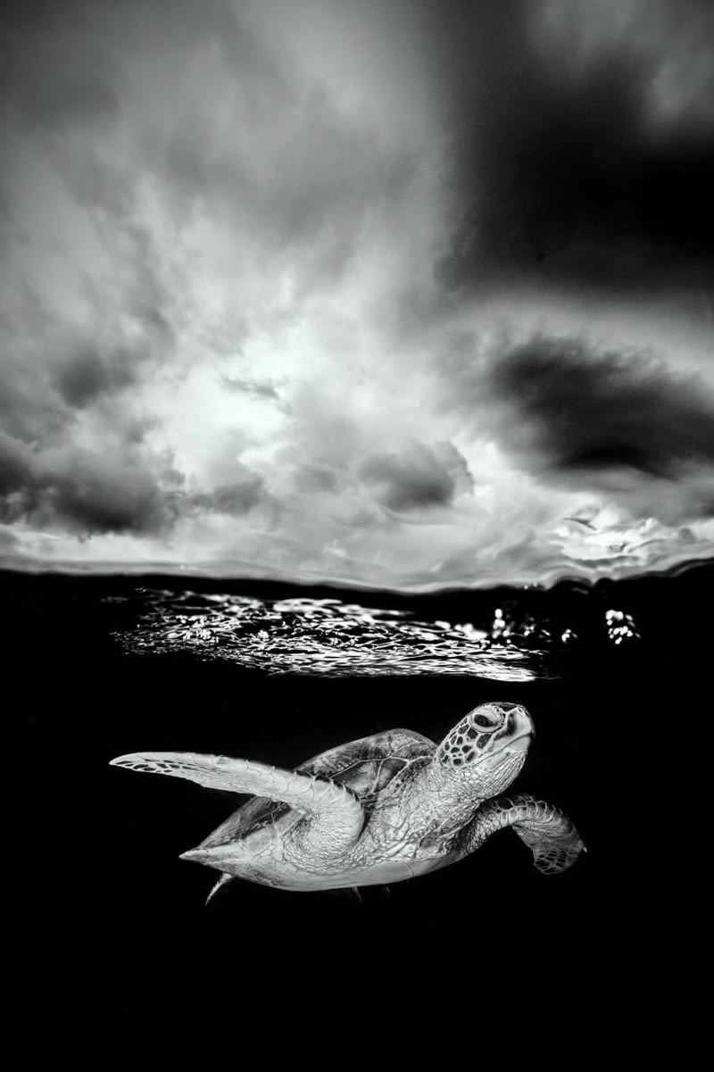 Monochrome Nature Photography Awards