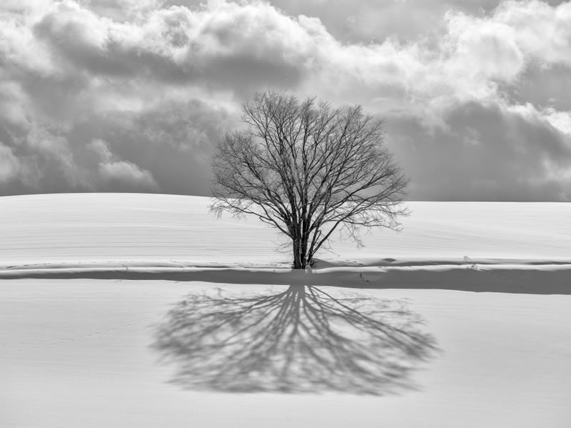 Monochrome Nature Photography Awards