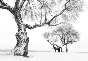 Monochrome Nature Photography Awards