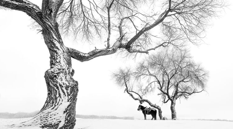 Monochrome Nature Photography Awards