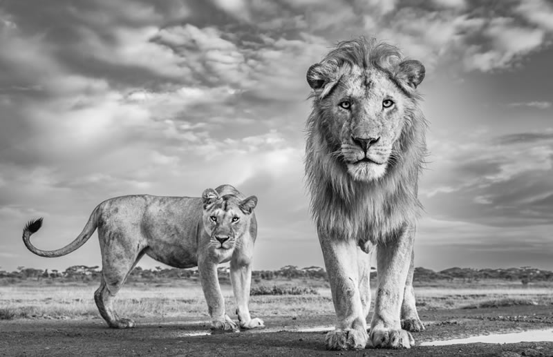 Wildlife Monochrome Black and White Photography Awards