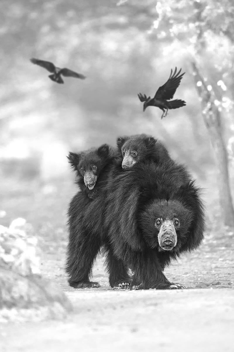 Wildlife Monochrome Black and White Photography Awards