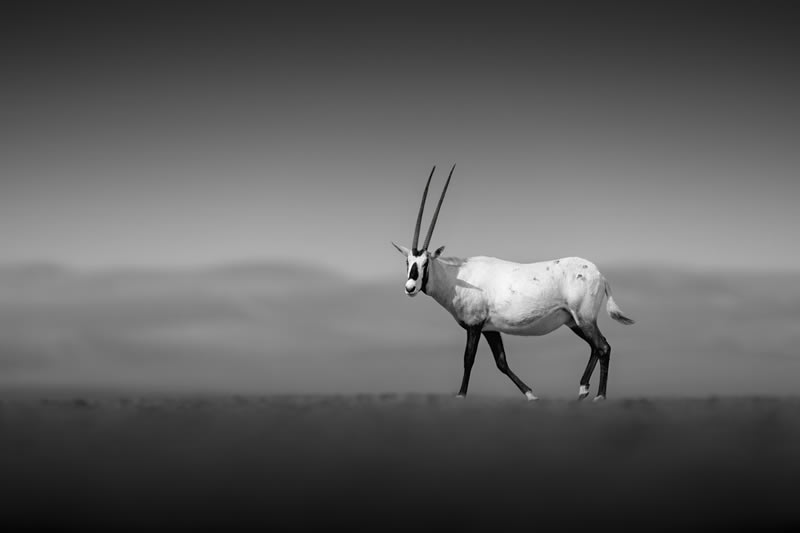 Wildlife Monochrome Black and White Photography Awards